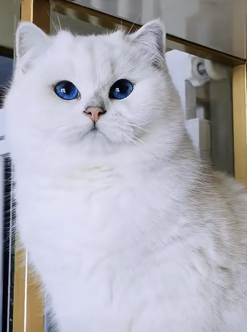 高端大胖脸银渐层❤️年底捡漏