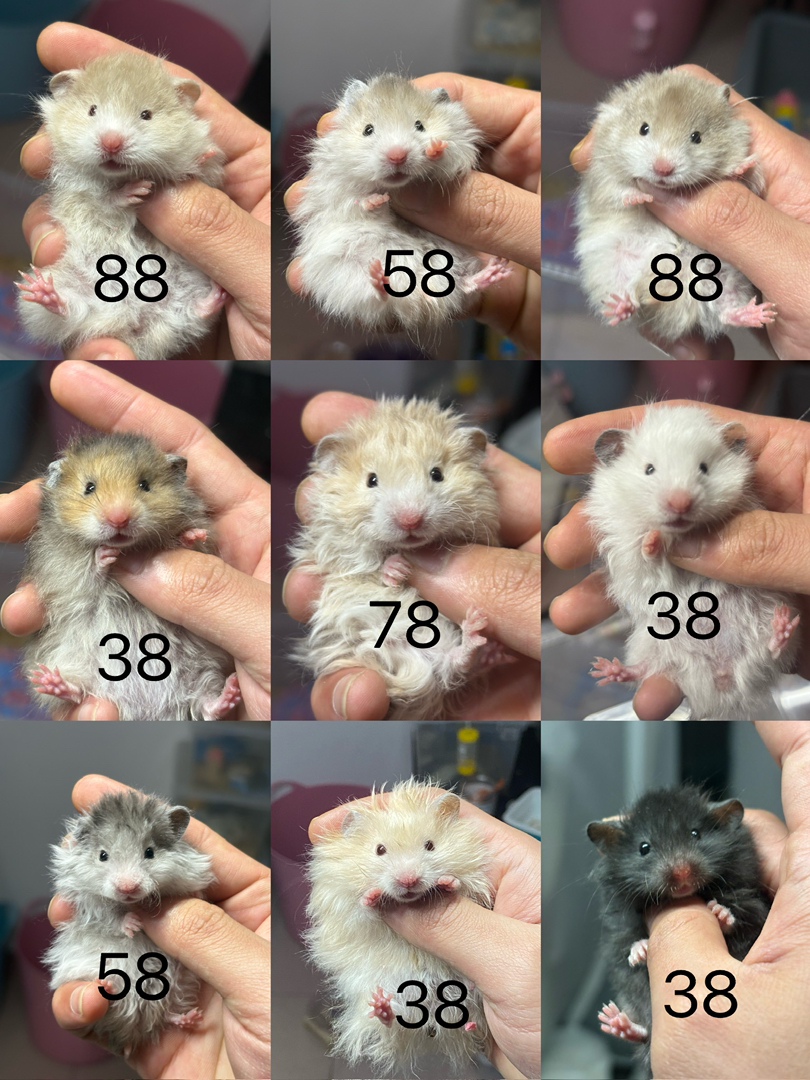 仓鼠