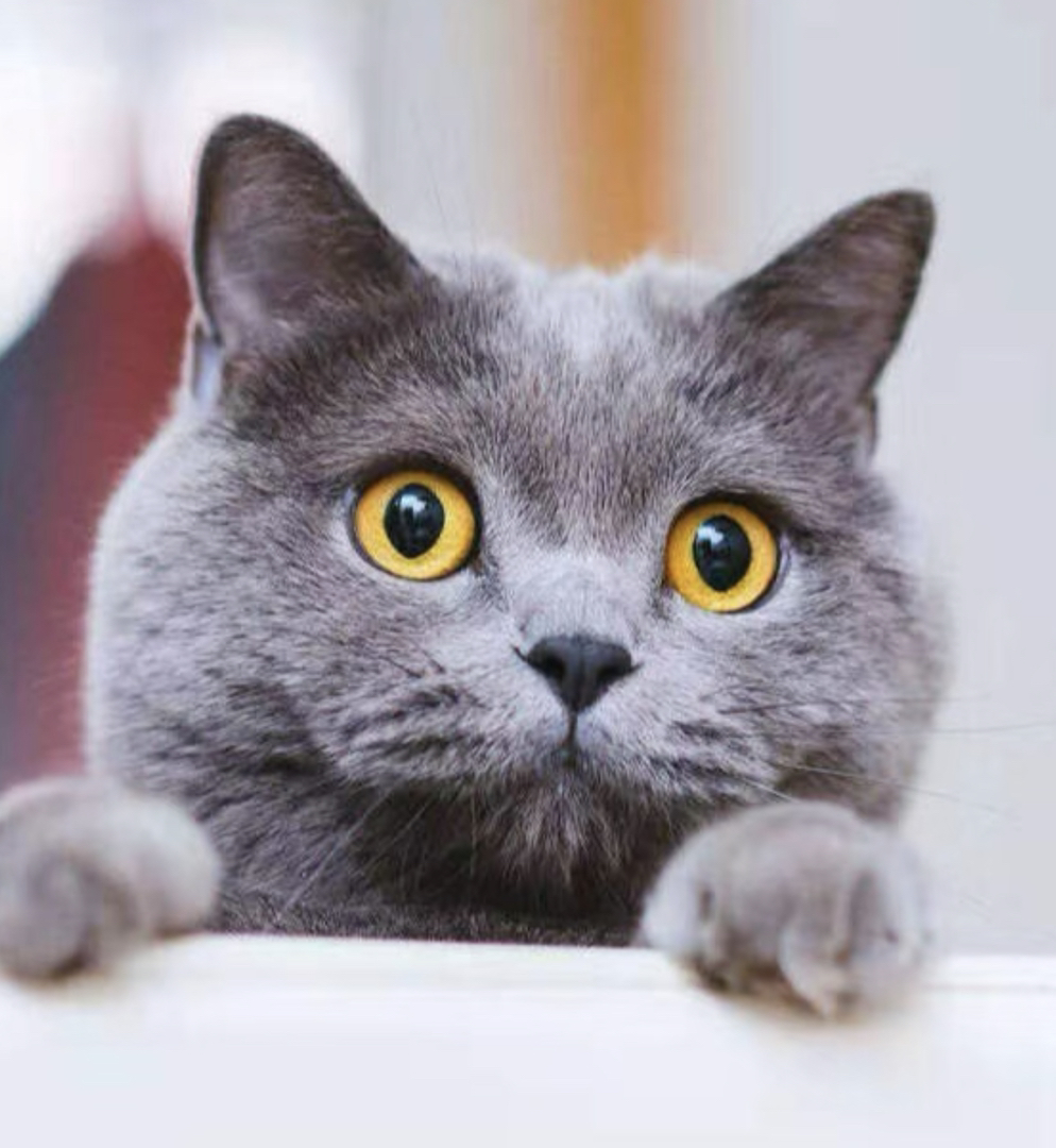 英短蓝猫，圆眼大嘴超可爱，毛厚温顺好养的宠物伴侣