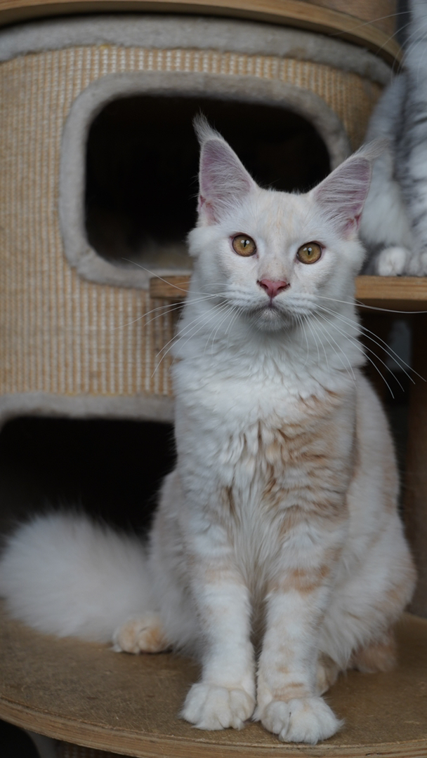 双血统纯种缅因猫，凯米尔色系幼猫弟弟，5代血统证书。