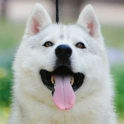 亮灰色哈士奇❤️双血统带证书➕芯片