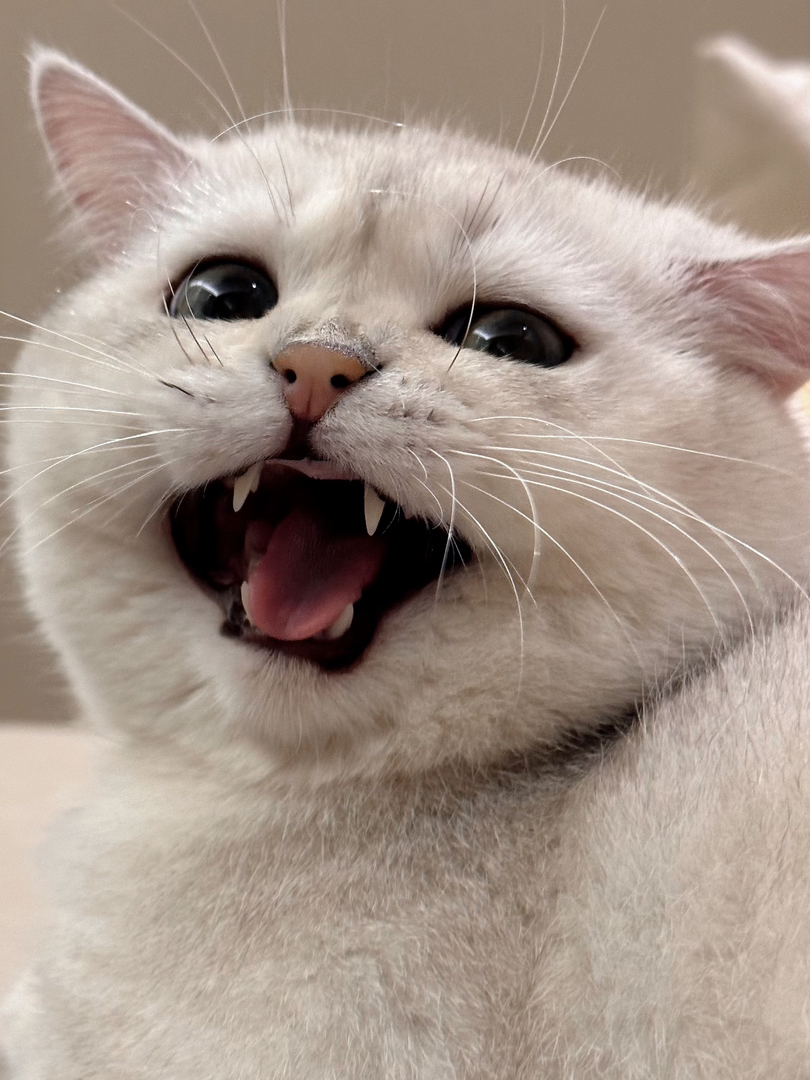 银渐层猫咪,毛发光滑柔顺,大眼呆萌超可爱