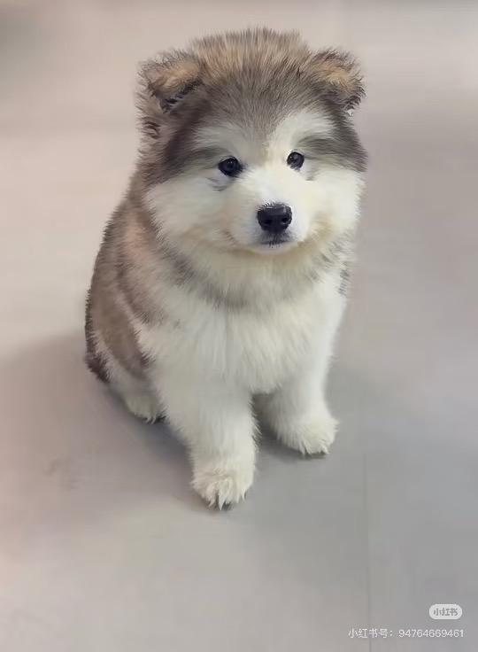 阿拉斯加雪橇犬幼犬，吐舌卖萌，颜值高超可爱