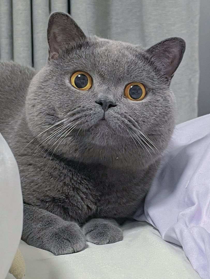 英短蓝猫，圆眼大嘴超可爱，毛厚温顺好养的宠物伴侣