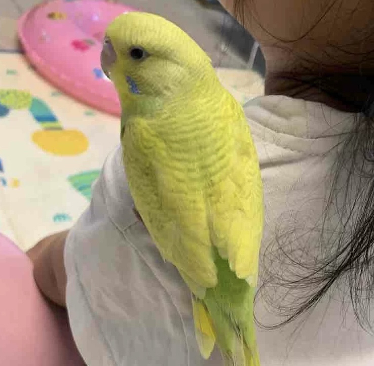 虎皮鹦鹉颜色可选包邮包活包风险好养适合新手