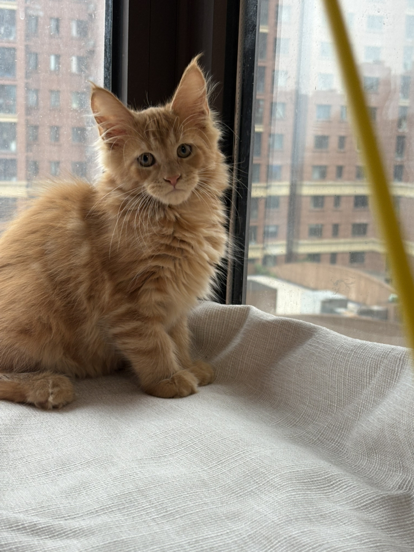 红虎弟弟两个半月了一阵疫苗，家养缅因蹲家长