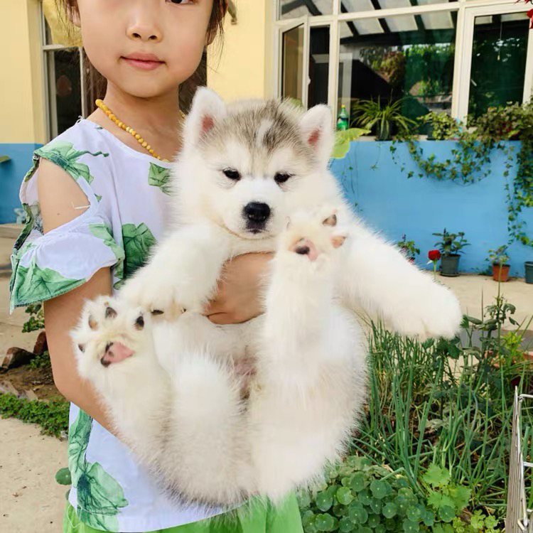 双血统赛级哈士奇❤️梦幻灰色哈士奇带证书芯片