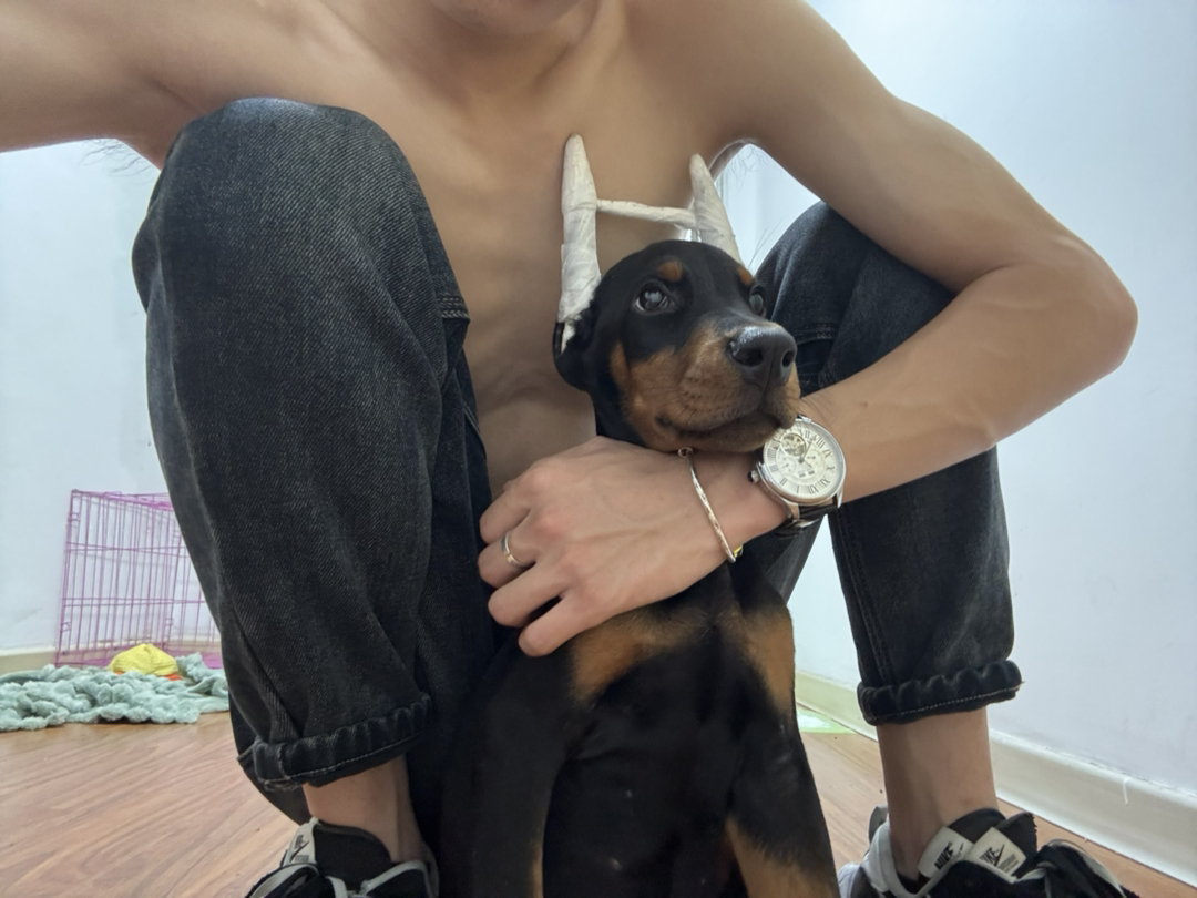 杜宾幼犬，聪明忠诚，外形帅气，守护家庭的好伙伴。