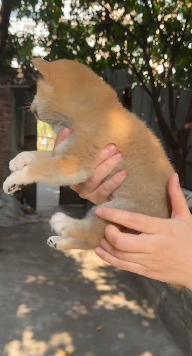 可爱柴犬幼犬,颜值爆表,性格乖巧,萌宠首选