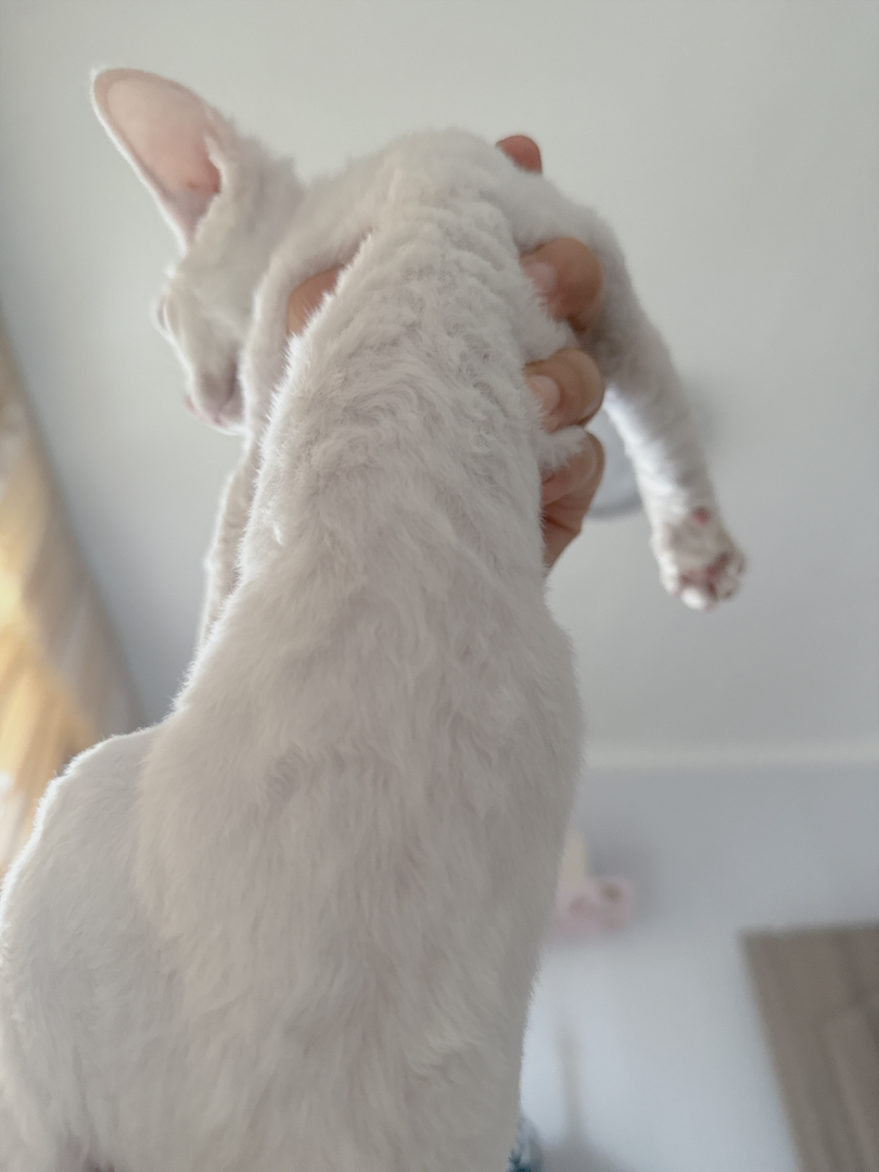 德文卷毛猫