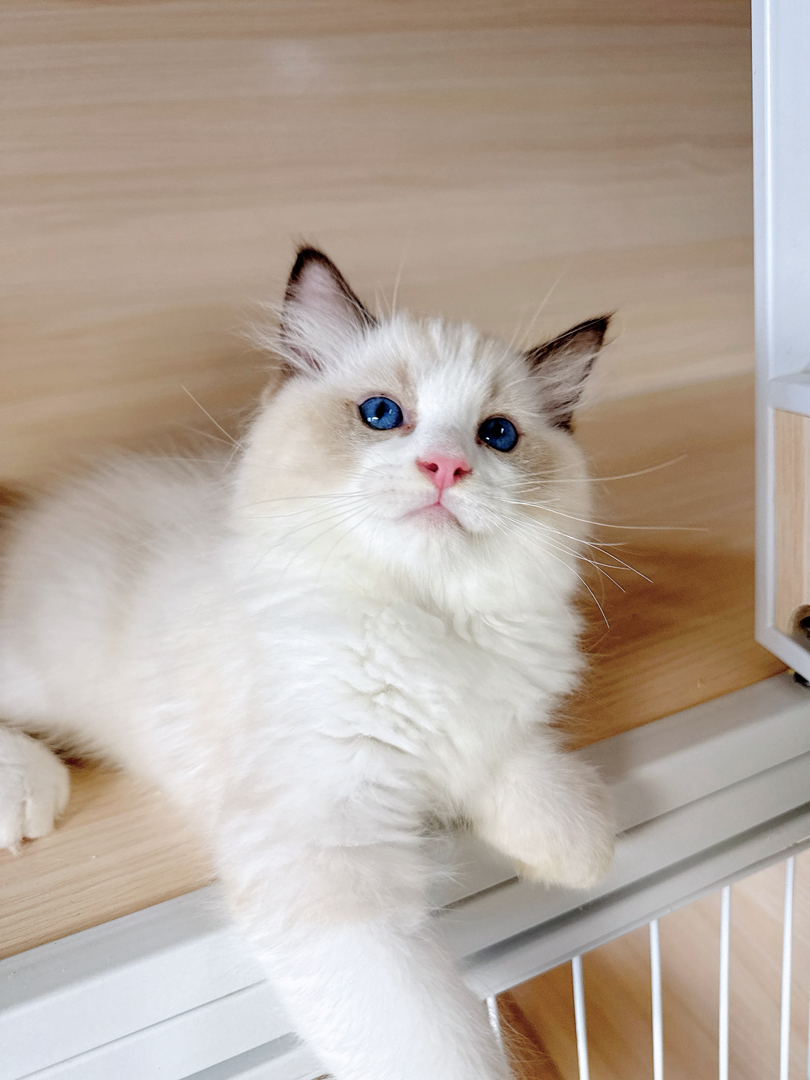 大体格布偶猫幼崽，蓝眼迷人，颜值超高，温柔可爱的绝佳伴侣