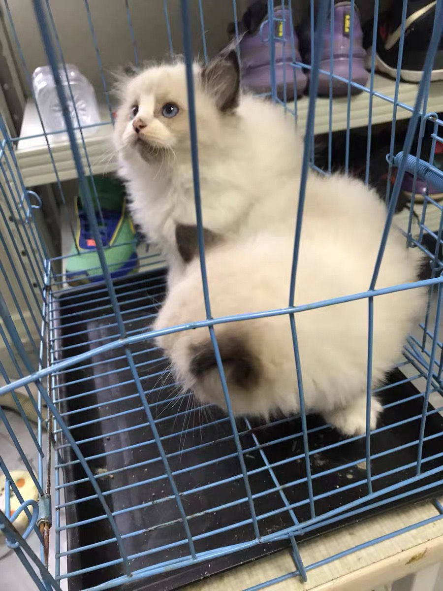 布偶猫幼崽，颜值超高，性格温顺，700包邮到家