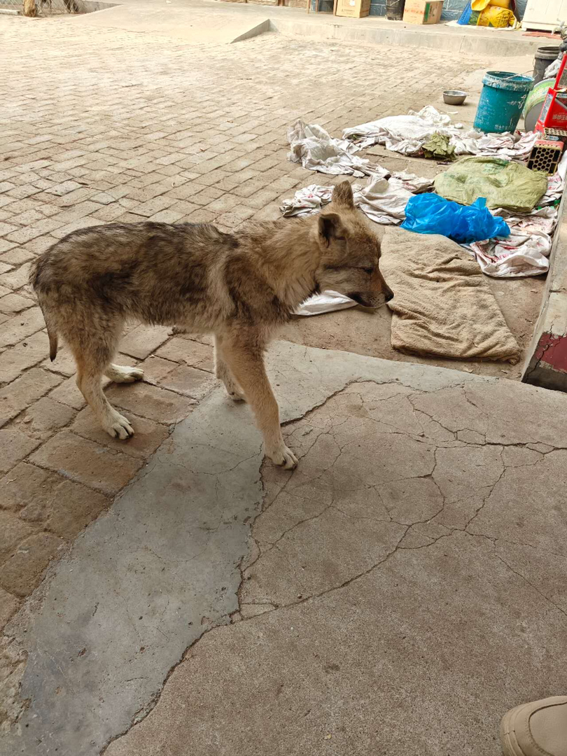 捷克狼犬