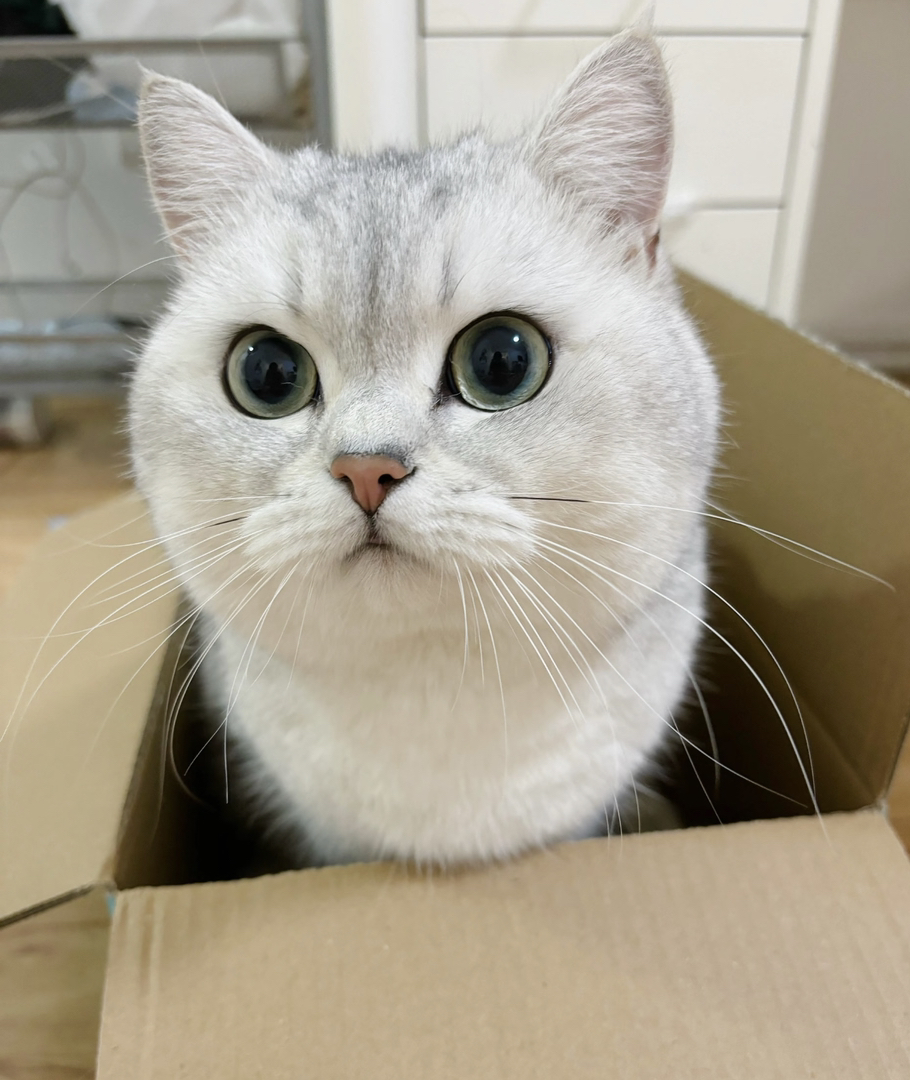 银渐层猫咪，大眼萌物，毛发柔顺，颜值与可爱并存
