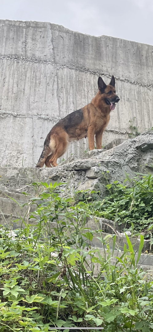 出售双血统赛级德牧幼犬VA阿瑞直子的幼犬