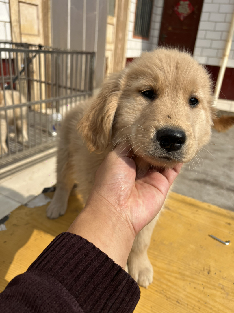 金毛双血浅色系