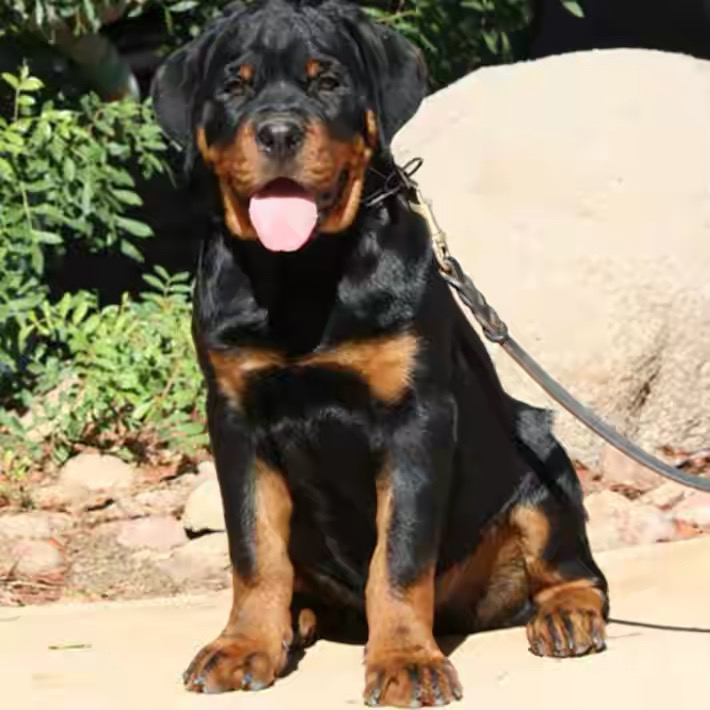 双血统带证书芯片❤️高端护卫犬罗威纳