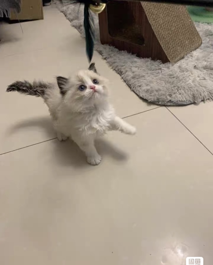 布偶猫