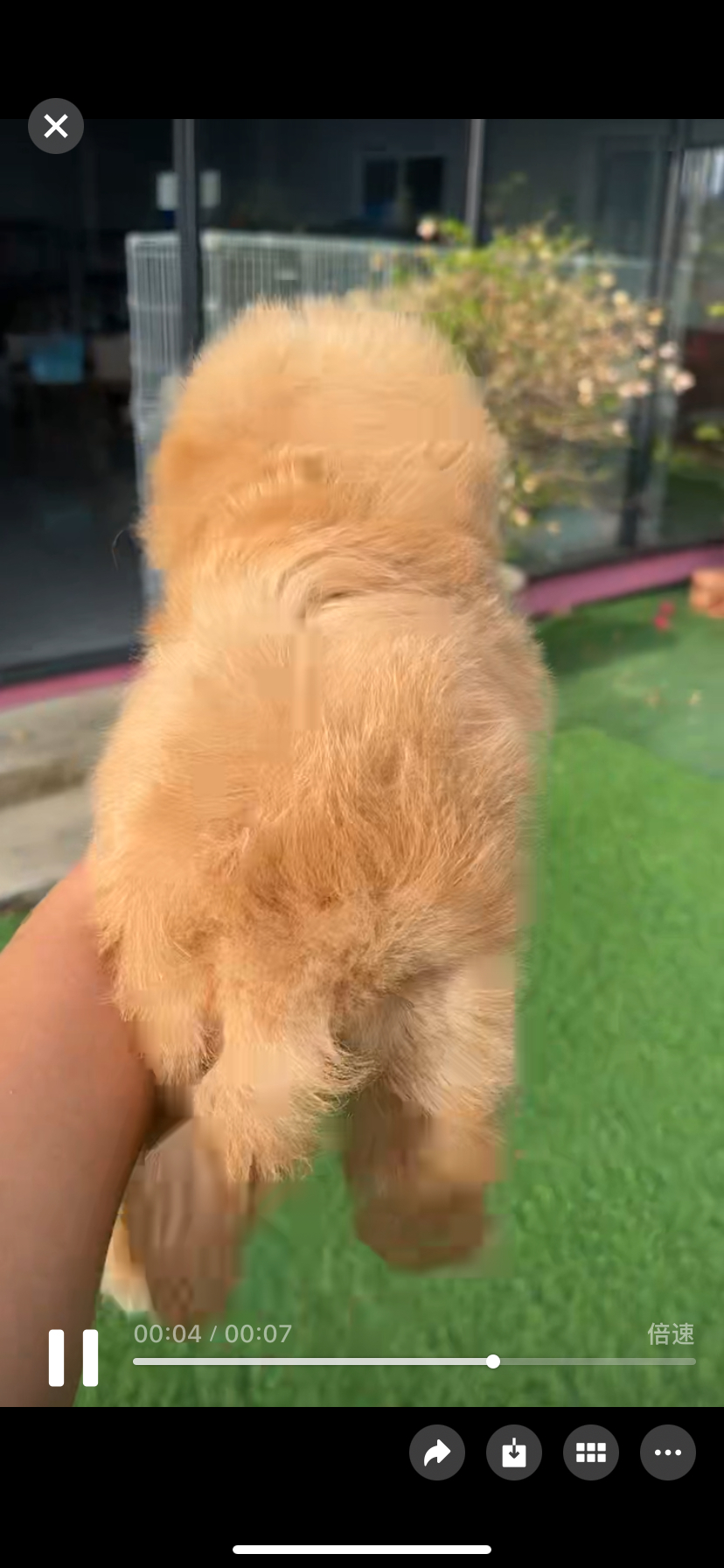 马尔泰宝宝已疫苗驱虫健康保障终身售后