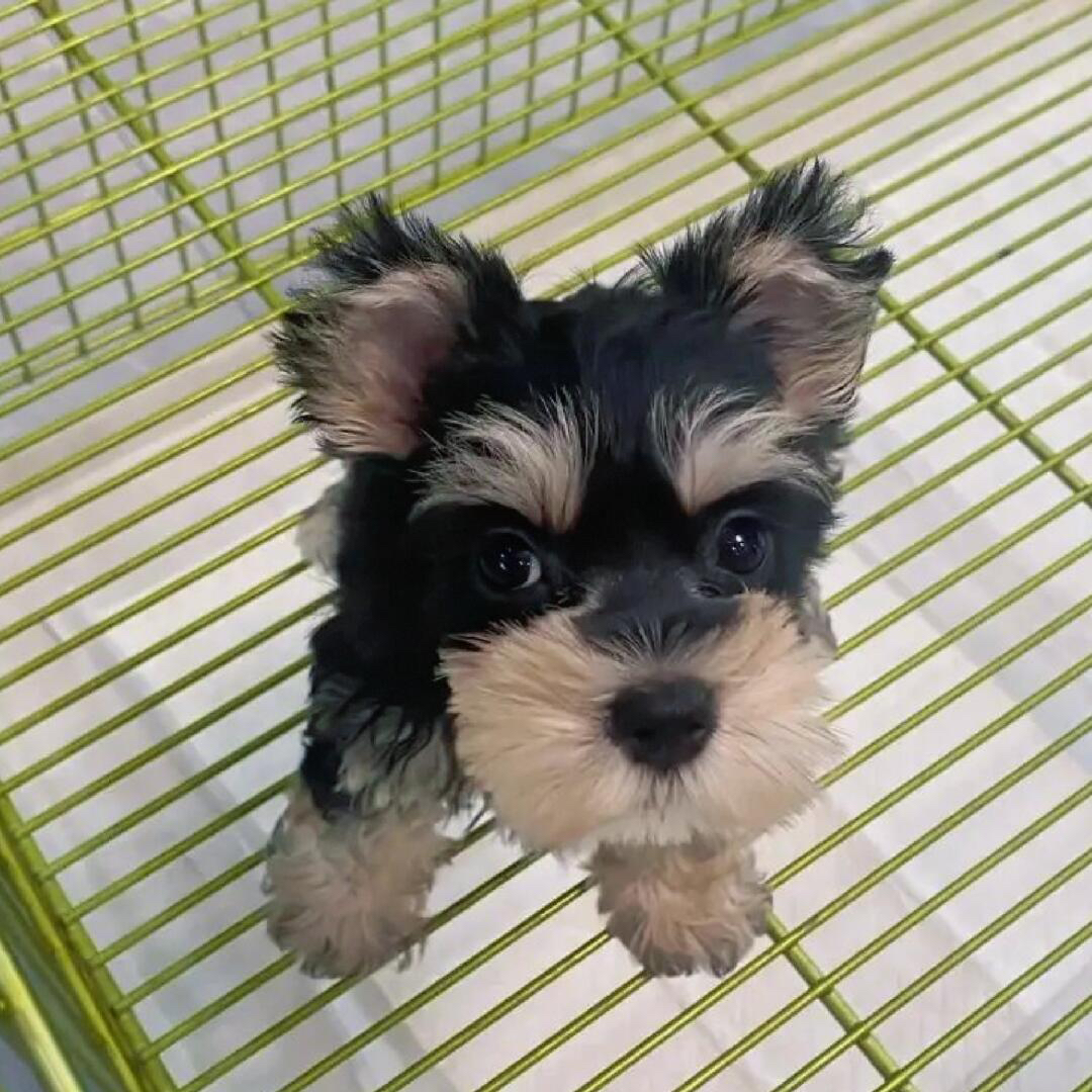 可爱雪纳瑞幼犬，毛发浓密，颜值高，陪伴你的最佳萌宠