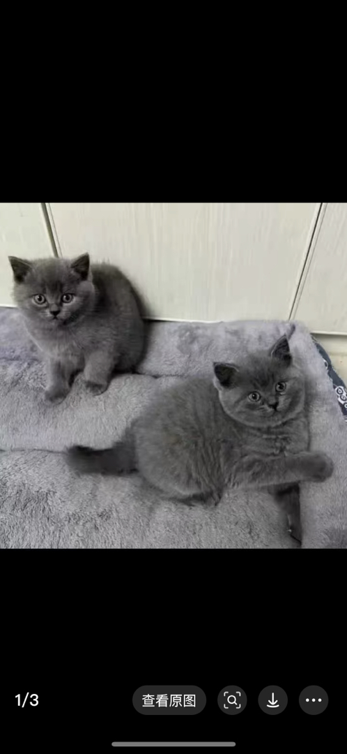 英国短毛猫幼崽,可爱软萌,乖巧温顺,萌化你的心