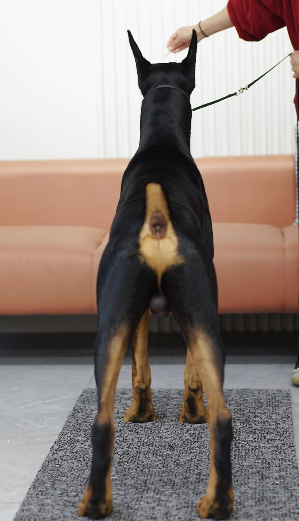 杜宾犬,帅气外表,忠诚可靠,优秀护卫犬的不二之选