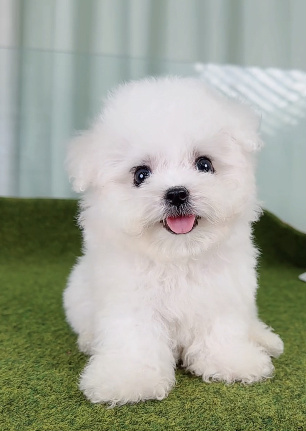 ❤️高端大眼睛双血统比熊犬❤️