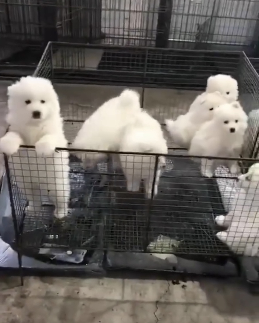 可爱萨摩耶幼犬,雪白绒毛,性格温顺,治愈系萌宠
