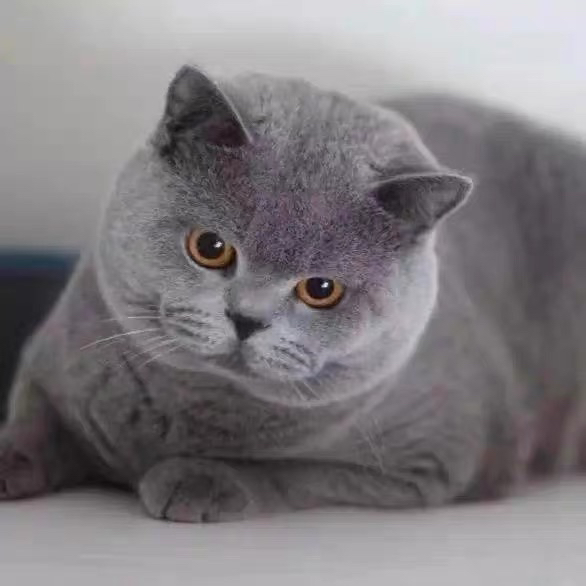 英国短毛猫,圆润大眼,毛短易打理,萌宠首选