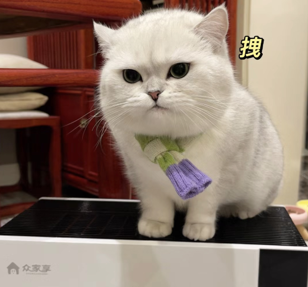 银点猫咪❤️银渐层猫咪❤️英国短毛猫猫咪