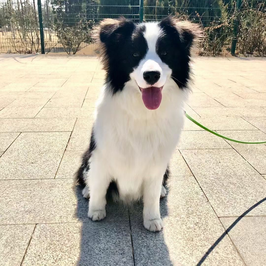 双血统带证书芯片❤️赛级边境牧羊犬