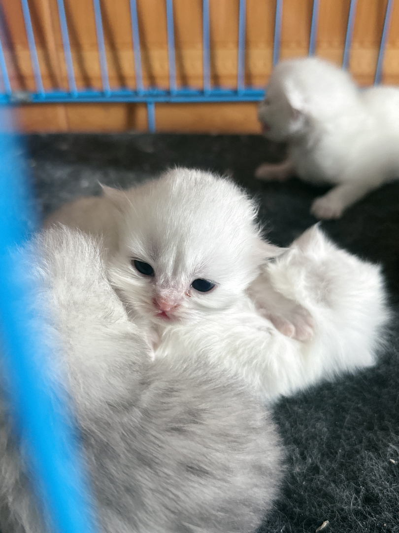 自家繁殖的金吉拉小猫咪可提前预订啦！