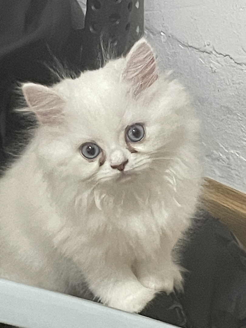 可爱金吉拉小猫，颜值高性格好，温柔小天使
