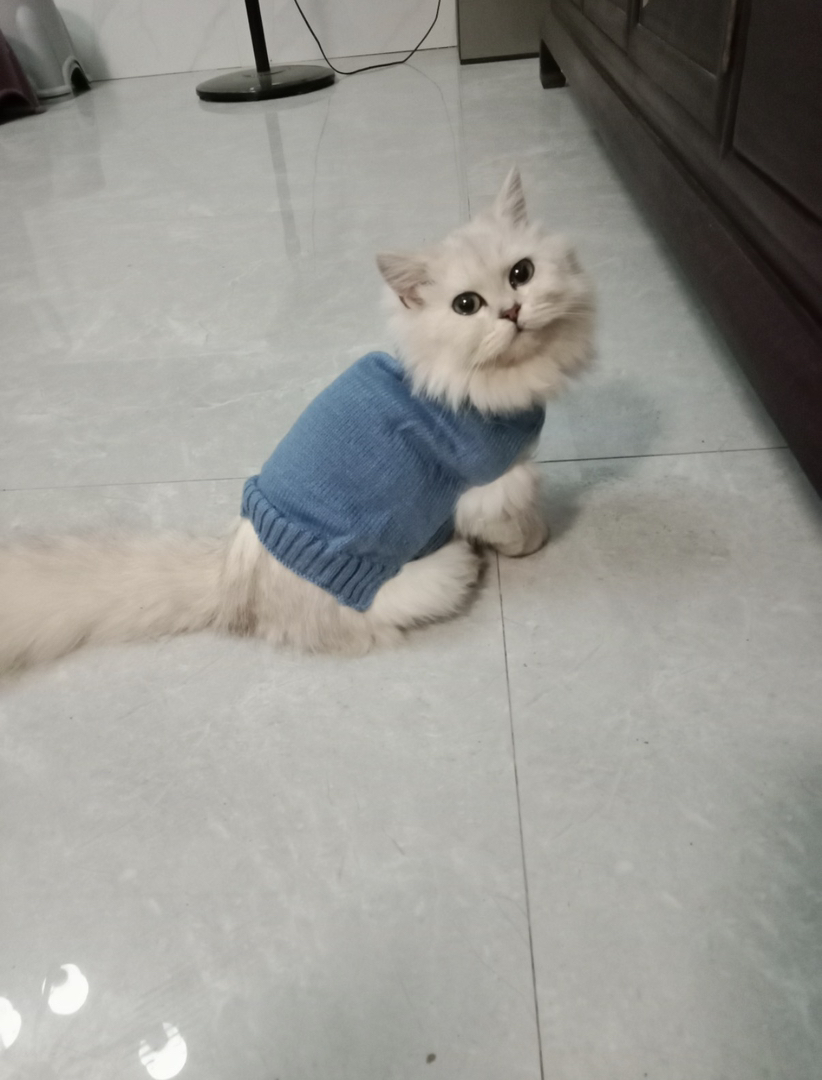 拿破仑金吉拉纯种母猫公猫