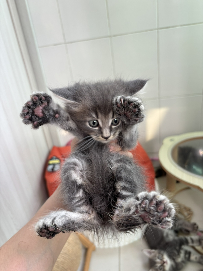 多趾猫 大脚缅因猫