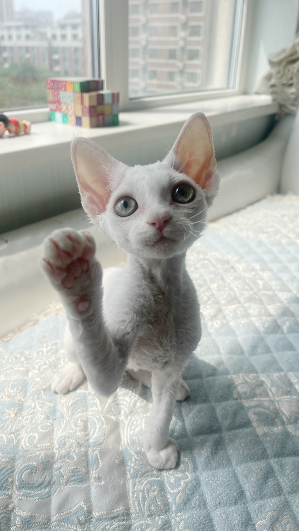 德文卷毛猫，独特卷毛造型，精灵般的可爱猫咪