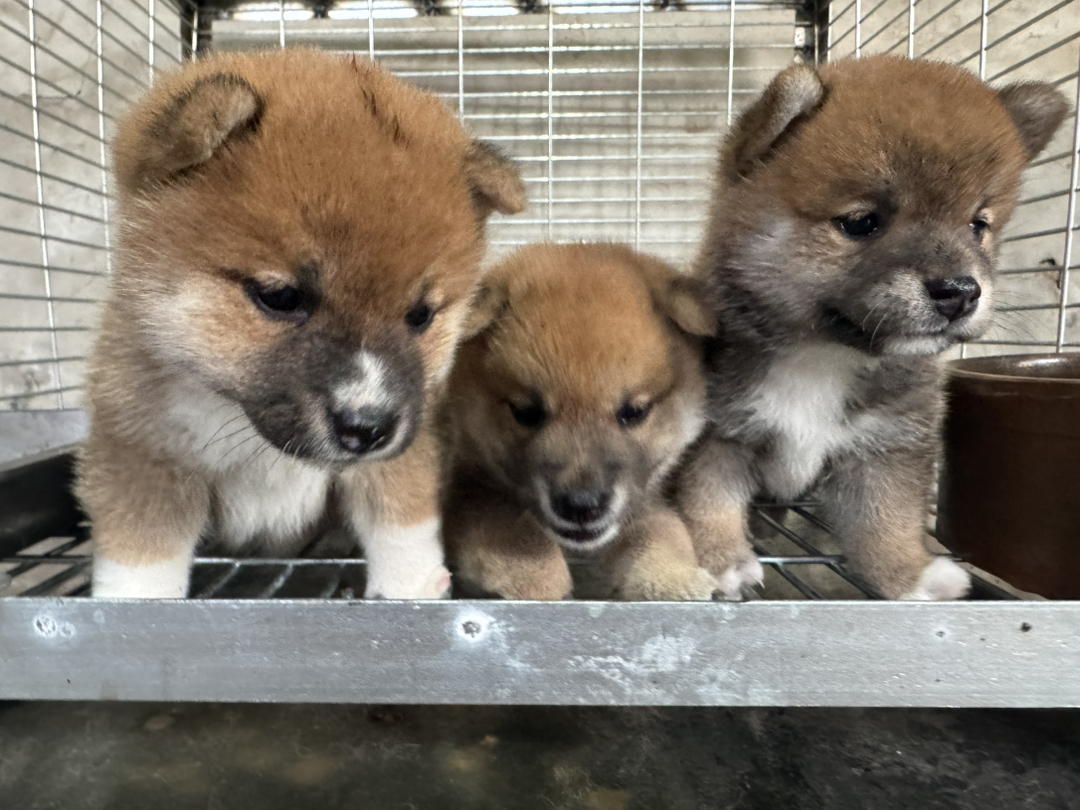 日本豆柴犬京津冀包邮