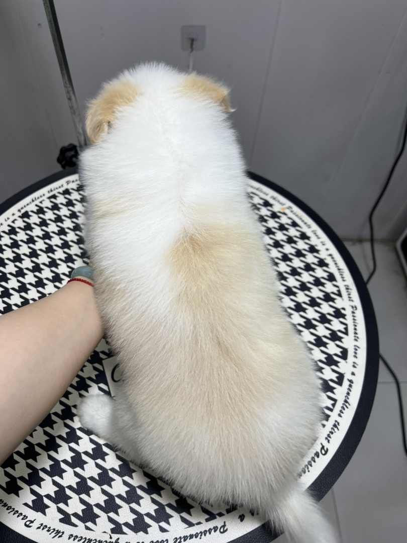 金色边牧弟弟