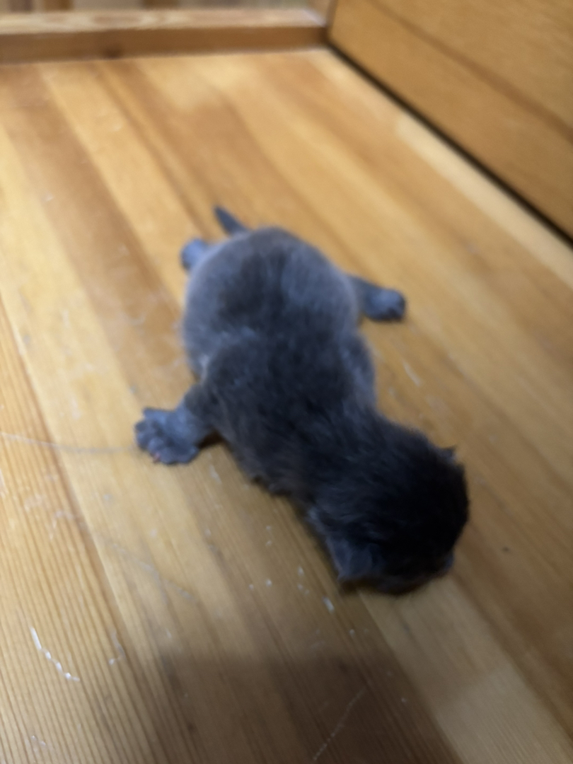 缅因猫