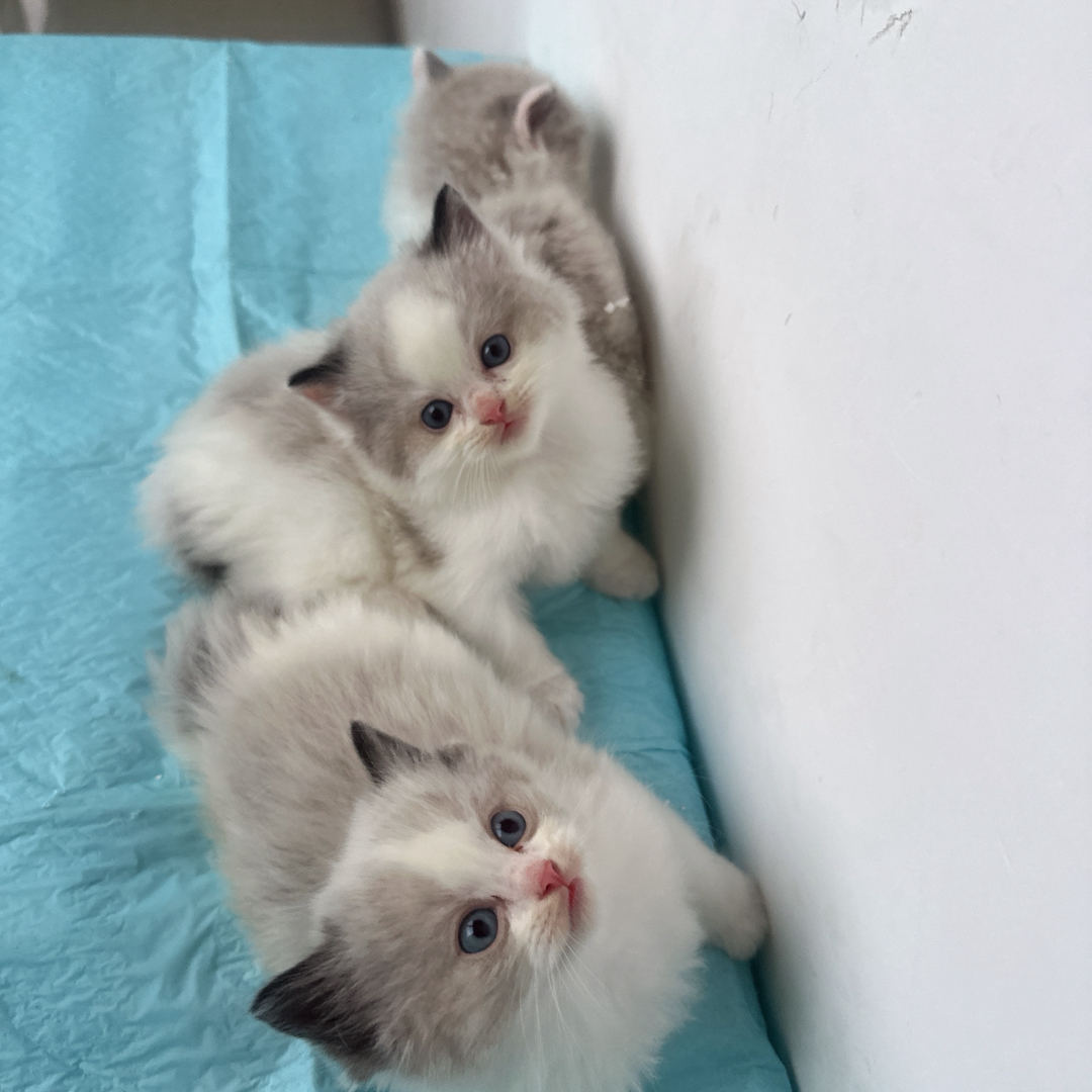 布偶猫