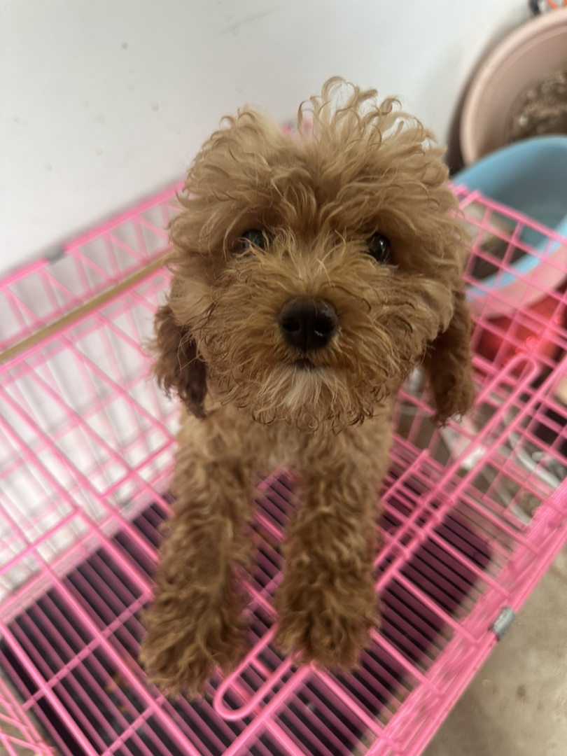 可爱泰迪犬,卷毛萌态十足,小巧玲珑适合陪伴