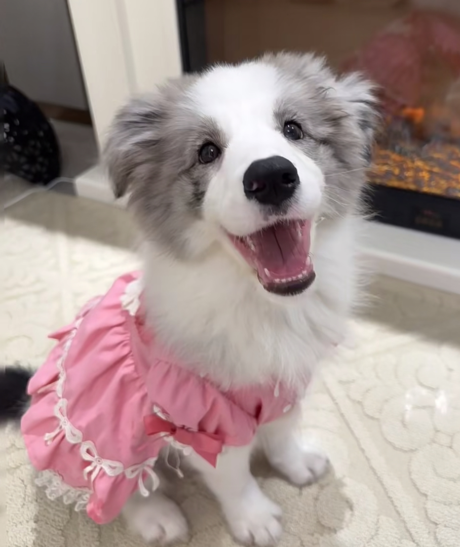 高蓝色陨石色边境牧羊犬❤️平台推荐
