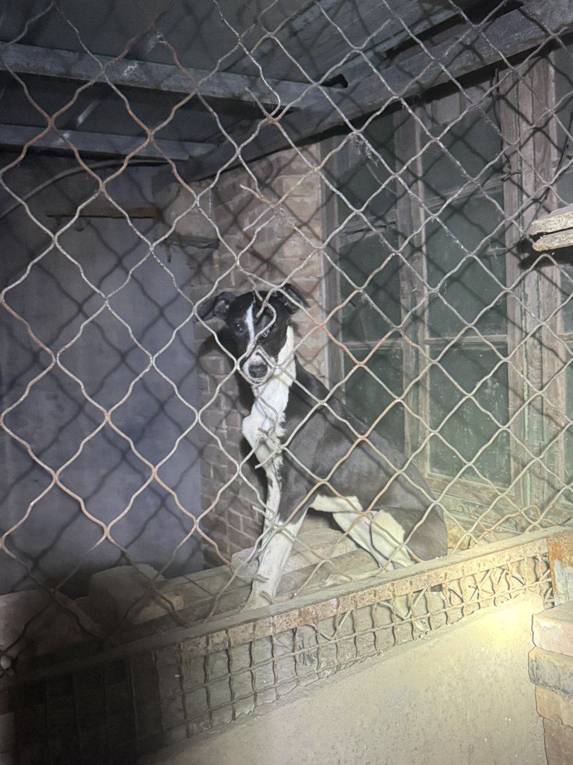 格惠母四个月,成年肩高62