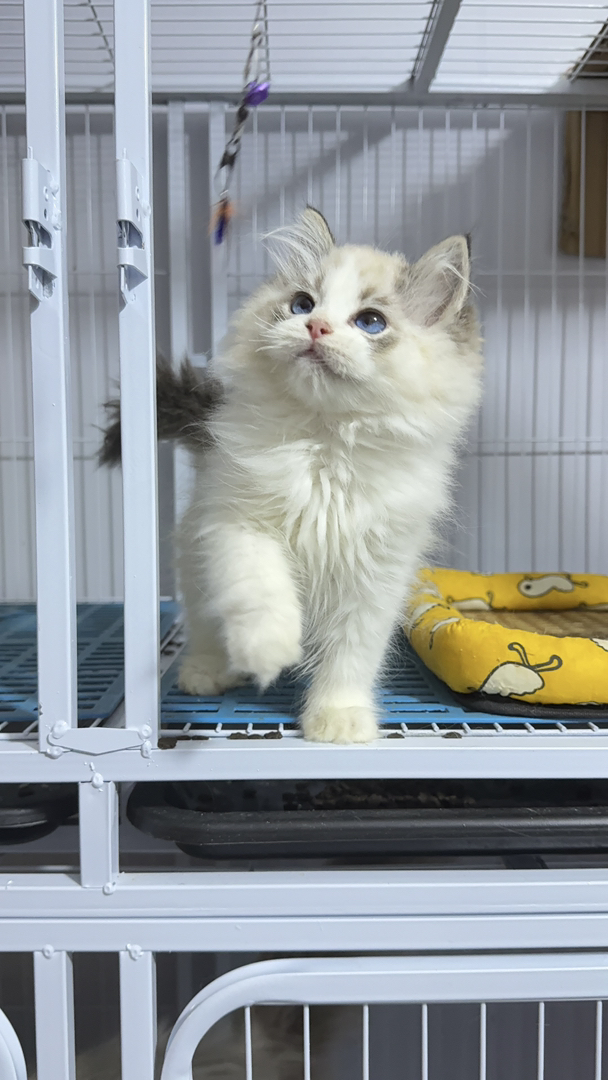 海山双色布偶猫，蓝眼长毛颜值高，温柔粘人超可爱