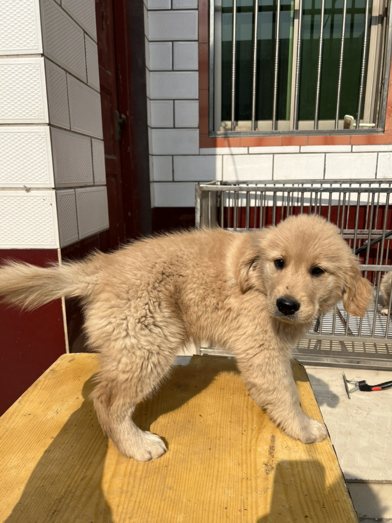 金毛双血浅色系