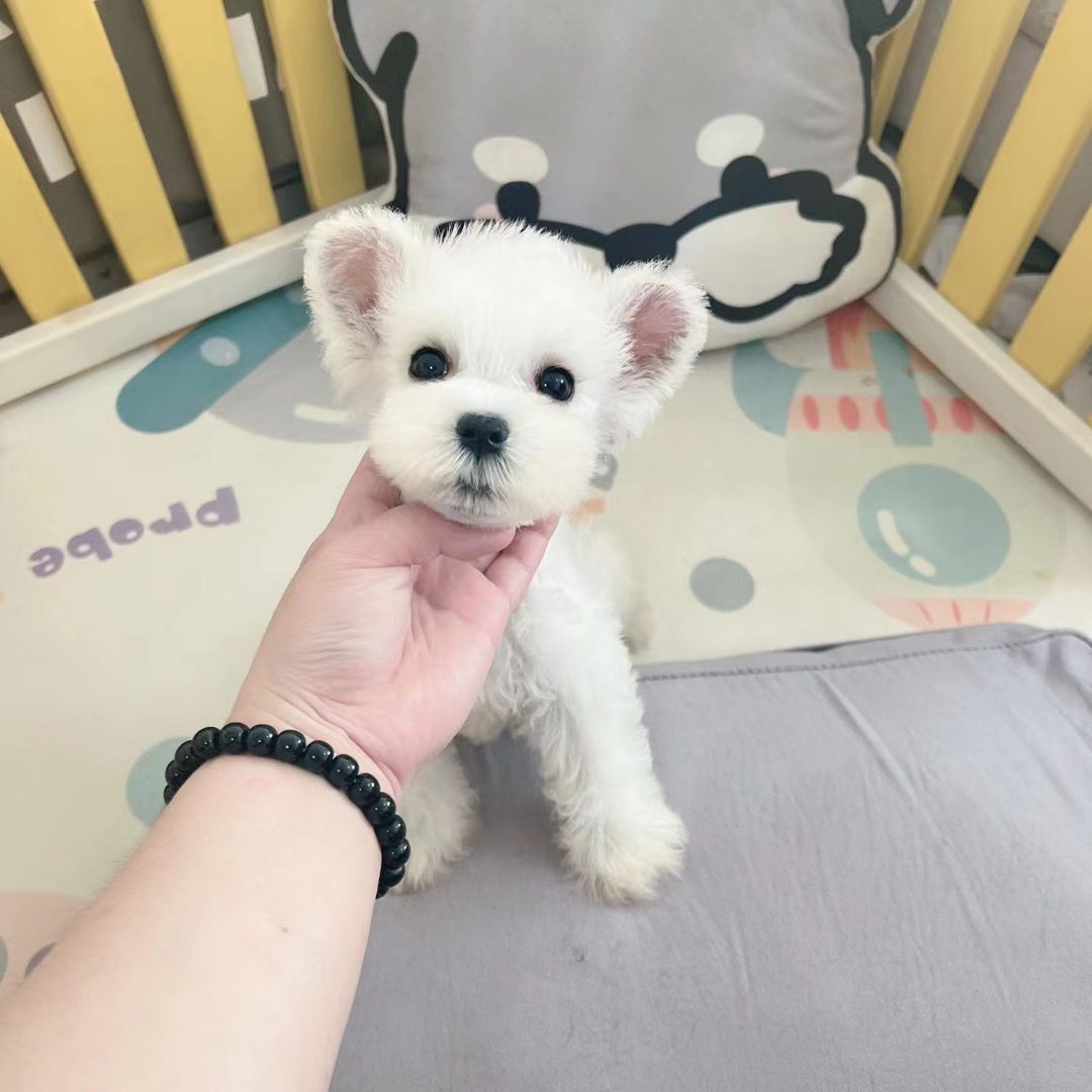 稀有纯白色雪纳瑞