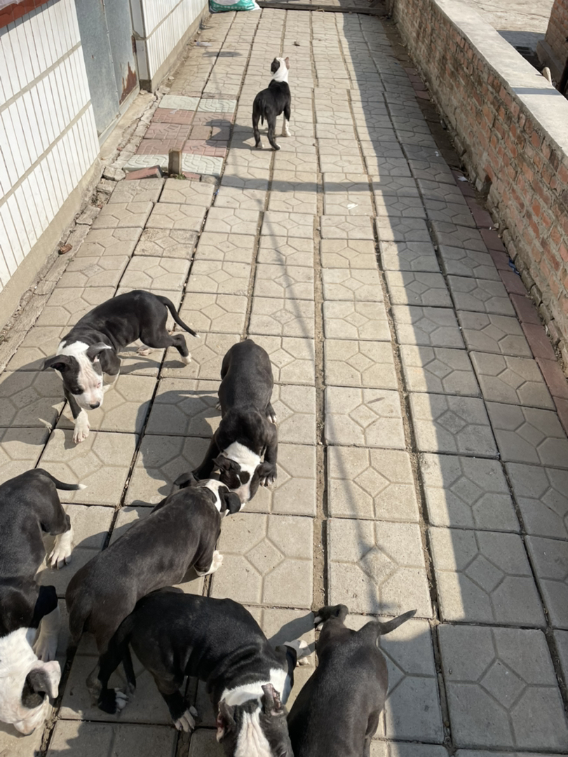 斯塔福幼犬寻有意买家。什么价位都有