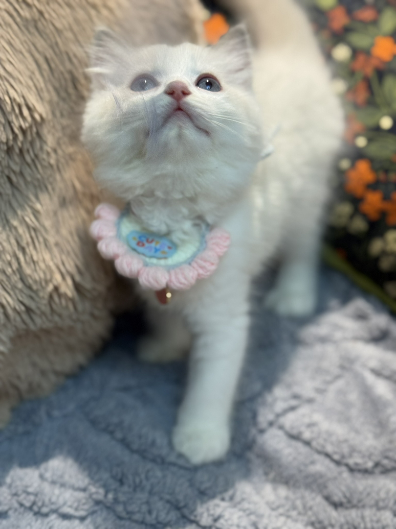 蓝双布偶猫已打疫苗驱虫保障终身售后。金渐层布偶银渐层金吉拉暹罗蓝猫银点猫