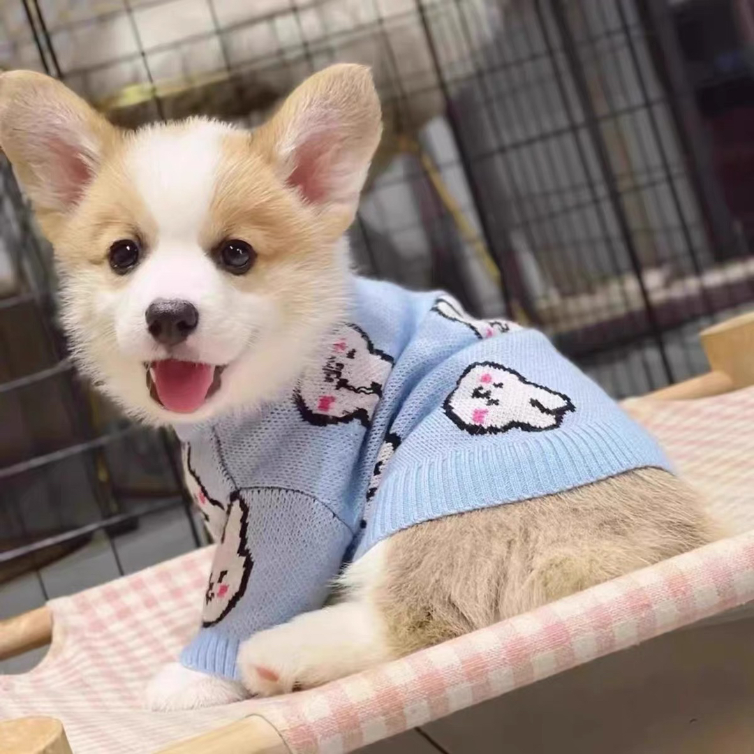 双色柯基犬❤️平台推荐