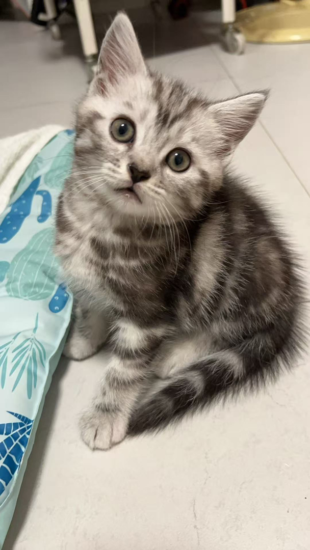 美短虎斑